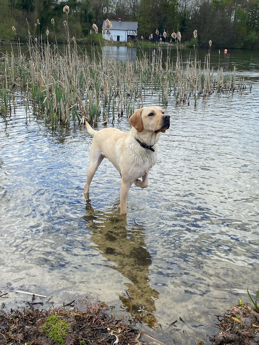 HefinR's tweet photo. #InternationalDogDay #labrador #OhBoris https://t.co/C0evwJf9a9