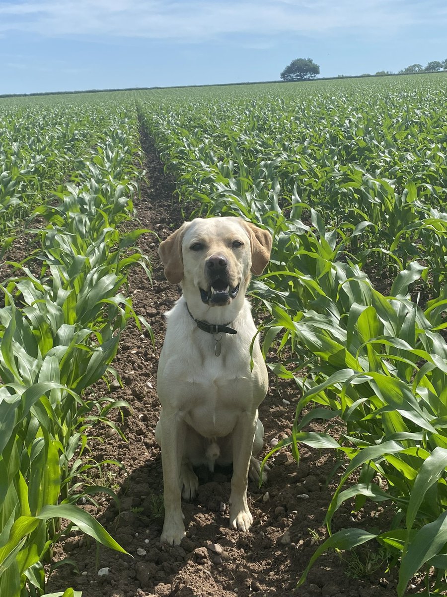 HefinR's tweet photo. #InternationalDogDay #labrador #OhBoris https://t.co/C0evwJf9a9