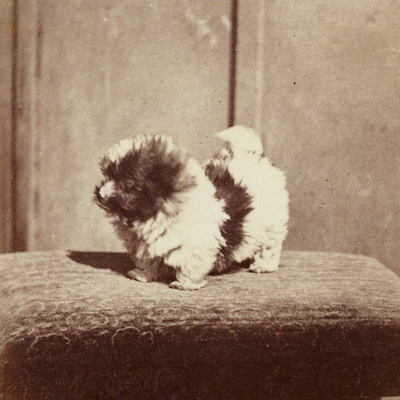 RoyalFamily's tweet photo. 🐶 Kept at the Round Tower at Windsor Castle, the @RCT photograph collection is home to 450,000+ images - including many that feature The Royal Family and their dogs over the years.

This #InternationalDogDay explore some of the collection’s highlights online:
