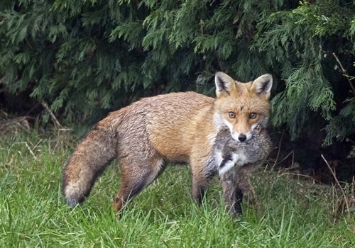 GWCTScience's tweet photo. The @Gameandwildlife Lowland Gamebird team are carrying out a research project to find out more about how #gamebird releasing may impact #fox populations. #predatorprey #dietanalysis 

Read more about the project here:
https://t.co/SdXKCOzqvd https://t.co/h4GDu0O3ZT