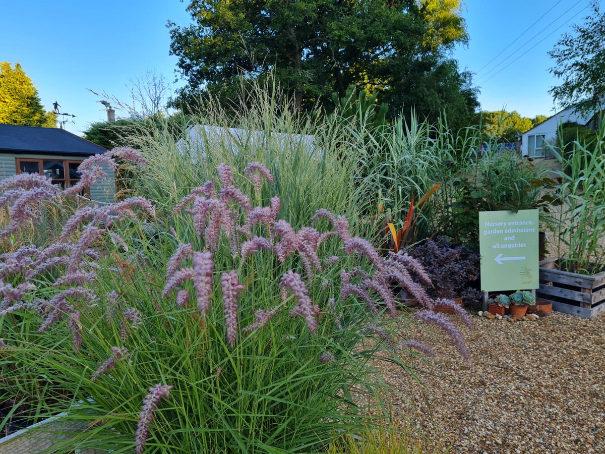 The fluffy pink flowers of Pennisetum Karley Rose looking great in a pot by the entrance to the plant centre. 😃