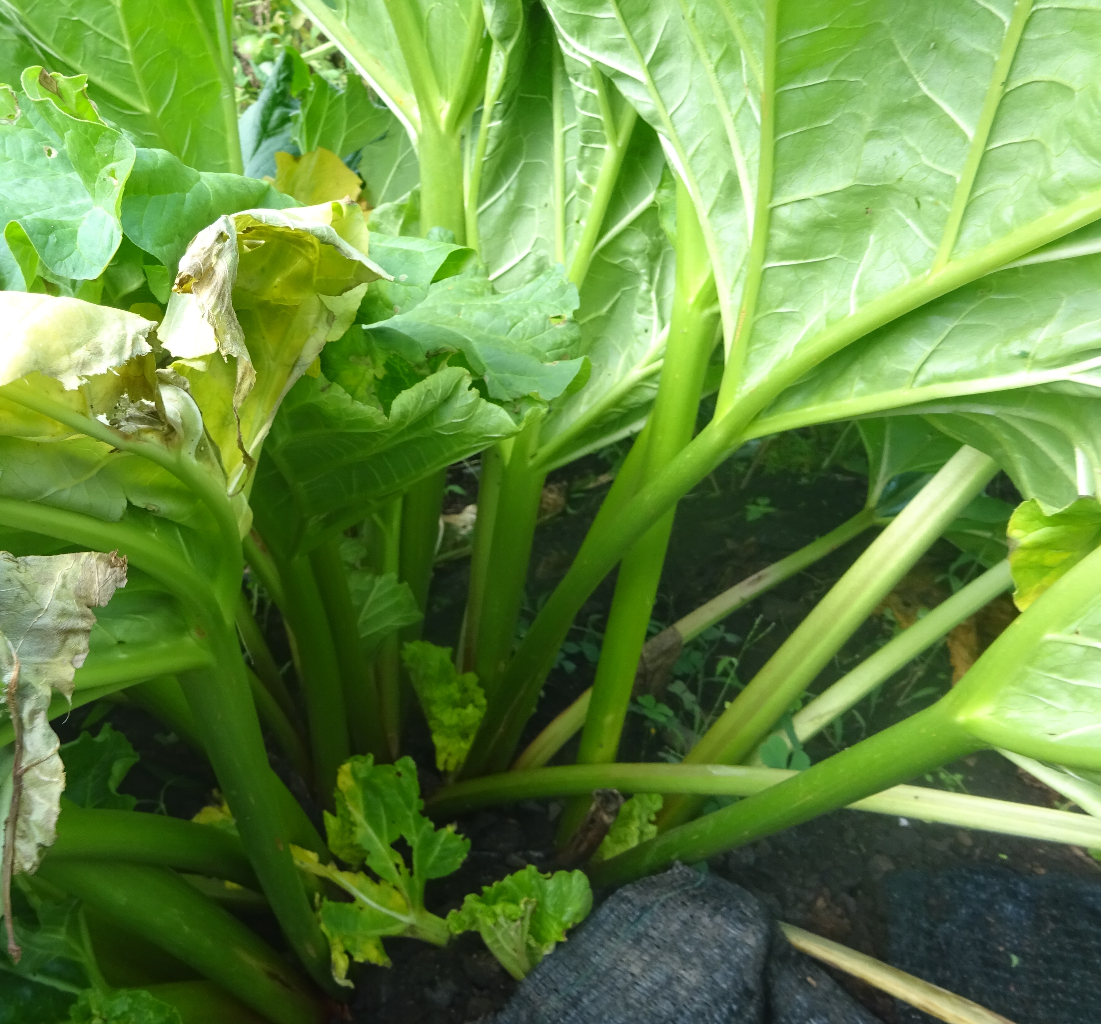 赤いルバーブのほたる農園たつの Hotarunouenn Twitter