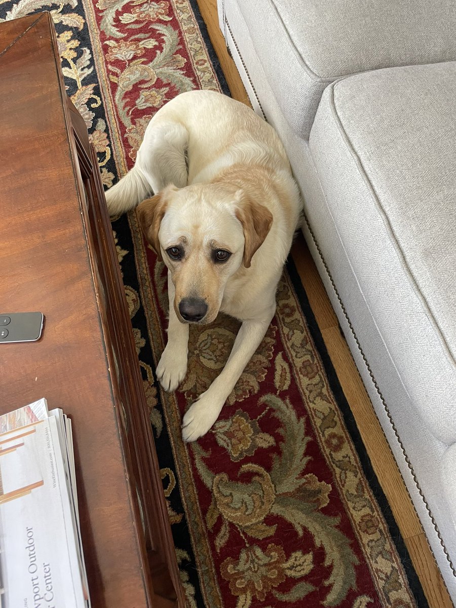 Happy National dog day Tuck!