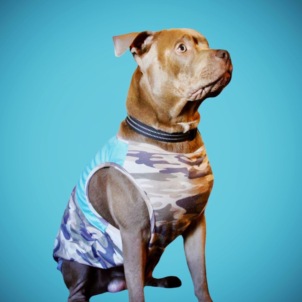 LokiWeiler's tweet photo. 🐾✨ #BLUELovesDogs @bluebuffalo https://t.co/O5CJxL1wa6