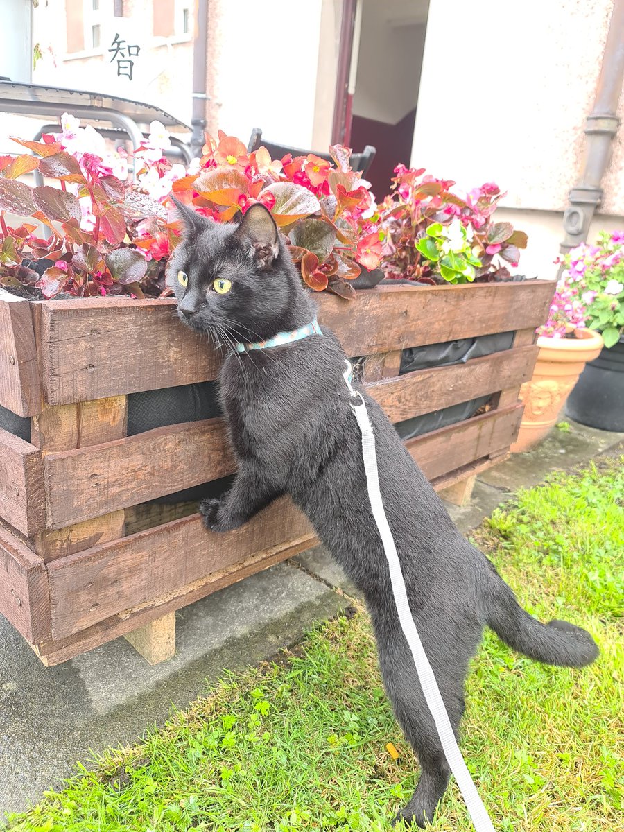 MrMAGIC72014978's tweet photo. #Hedgewatching #NewSmells #ItsRaining #KittensOfTwitter #BlackCatsOfTwitter #CatsOfTwitter #CatsLover https://t.co/0TQ6cRqcvI