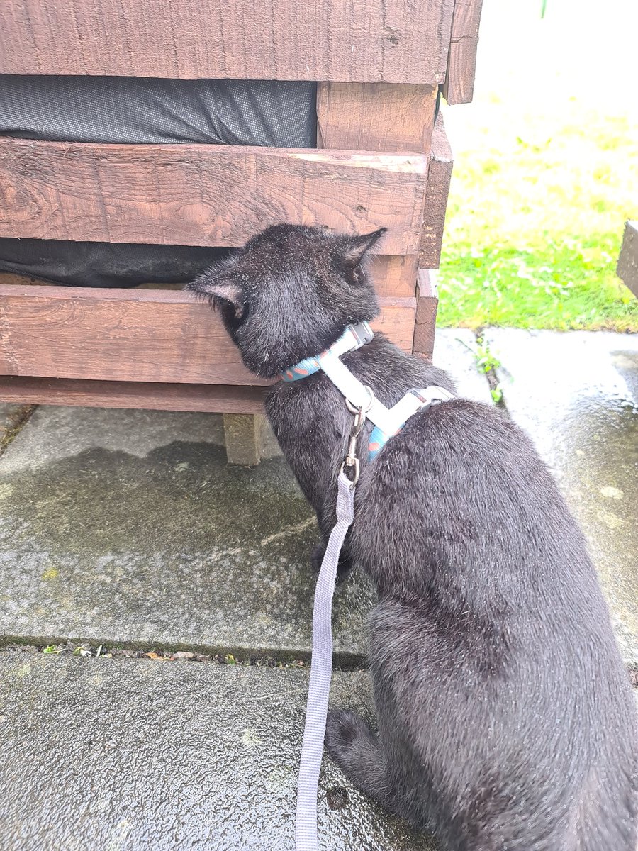MrMAGIC72014978's tweet photo. #Hedgewatching #NewSmells #ItsRaining #KittensOfTwitter #BlackCatsOfTwitter #CatsOfTwitter #CatsLover https://t.co/0TQ6cRqcvI