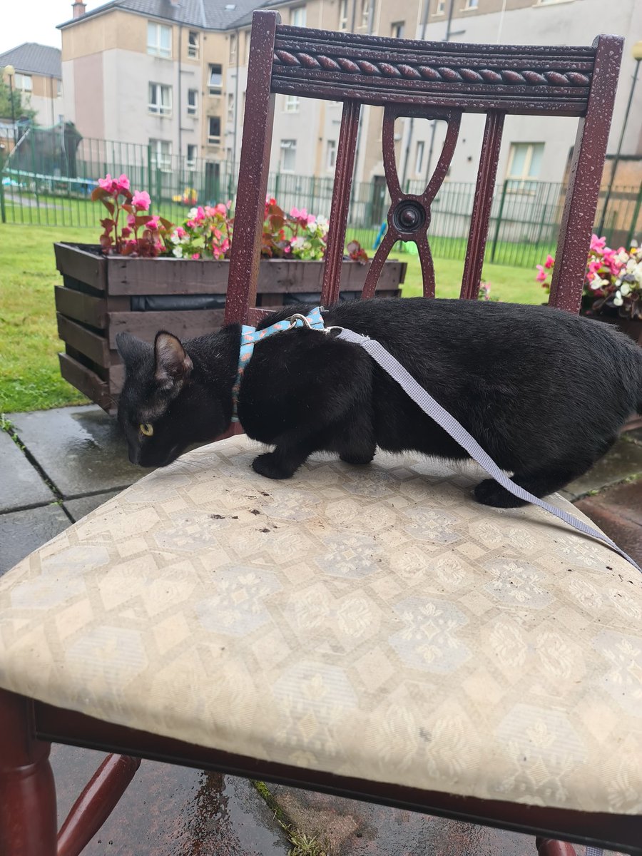 MrMAGIC72014978's tweet photo. #Hedgewatching #NewSmells #ItsRaining #KittensOfTwitter #BlackCatsOfTwitter #CatsOfTwitter #CatsLover https://t.co/0TQ6cRqcvI
