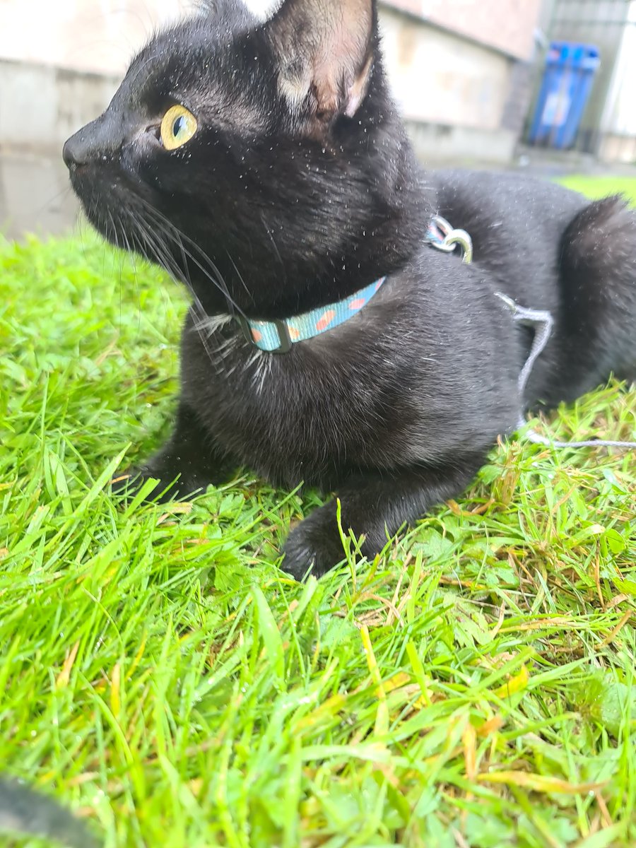 MrMAGIC72014978's tweet photo. #Hedgewatching #NewSmells #ItsRaining #KittensOfTwitter #BlackCatsOfTwitter #CatsOfTwitter #CatsLover https://t.co/0TQ6cRqcvI