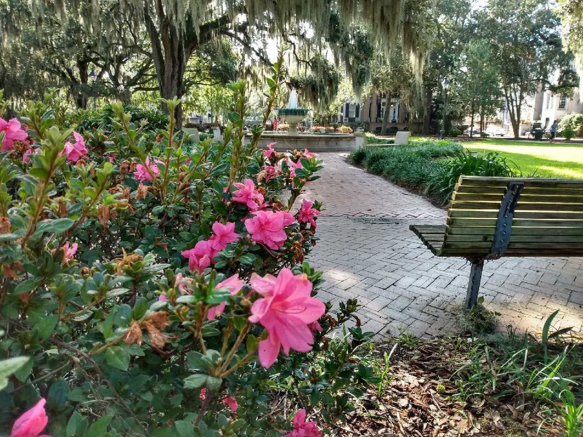 Orleans Square In honour of the Battle of New Orleans part of the war of 1812 with fuchsia azaleas in bloom and the iconic German Memorial Fountain, paying homage to Savannah's German &amp; Austrian immigrants, dedicated in 1989. #whattodoinsavannah  #segwayofsavannah #veteranowned