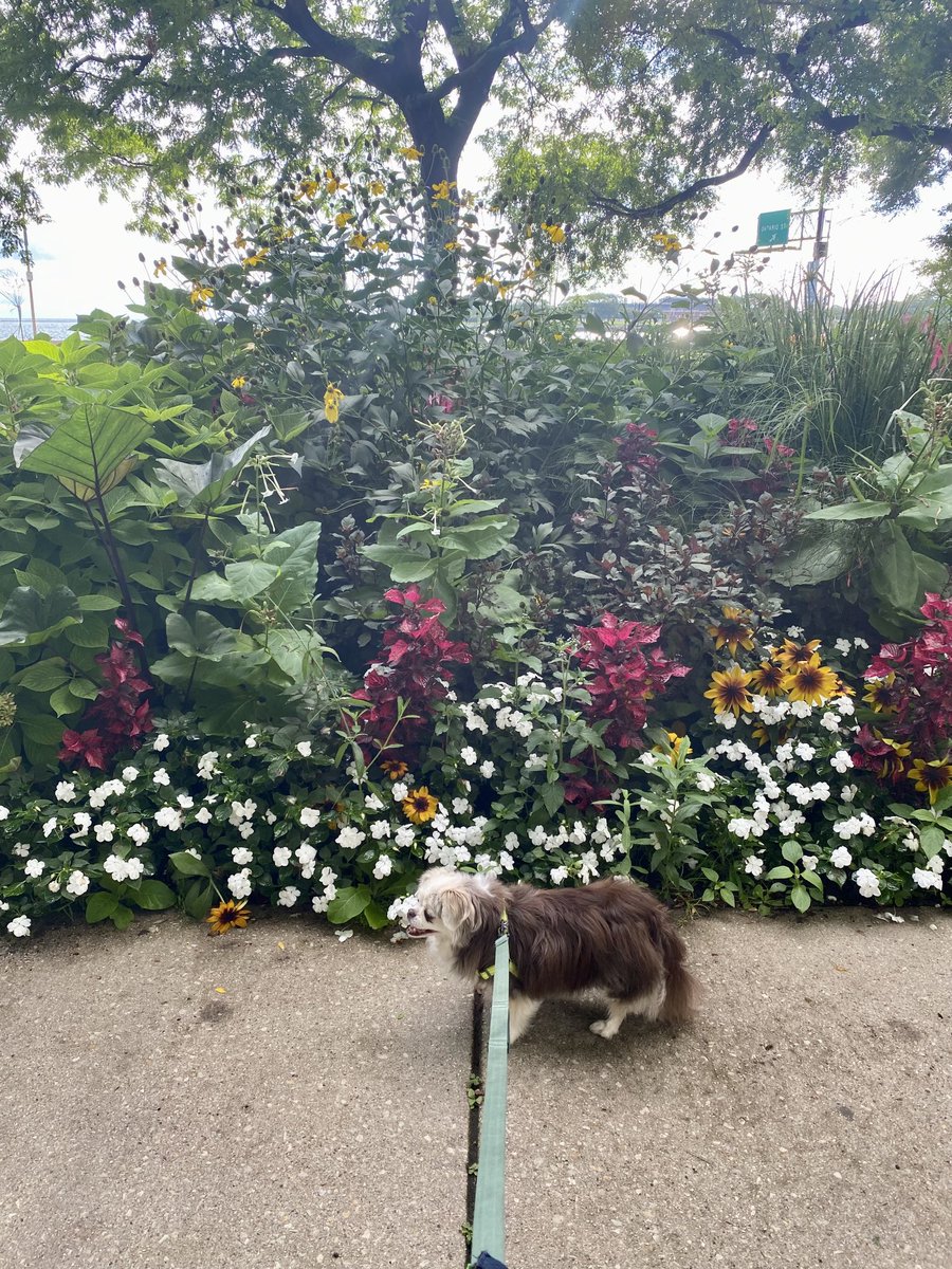 A “ruff” day for London ⁦<a href="/NUFeinbergMed/">Northwestern Feinberg School of Medicine</a>⁩ campus in gorgeous downtown Chicago! A lovely day for science ⁦<a href="/NUgeneticmed/">Center for Genetic Medicine</a>⁩!