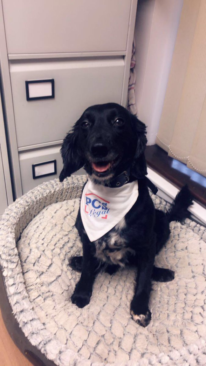 PCSLEGAL's tweet photo. Happy National Dog Day from Stanley at PCS Legal! 🐶 Have a Furtastic Friday! #pcslegal #lawfirm #law #NationalDogDay #DogDay https://t.co/S77SZ8eIGo