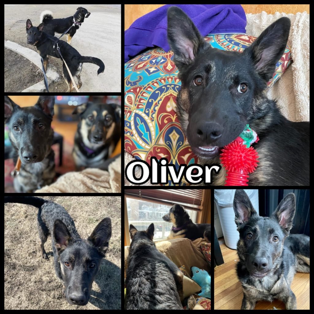 Happy International Dog Day from Oliver! He's been in foster care since he was found alone in rural Saskatchewan this spring and hasn't had a single application to meet him but he is working hard every day to be a good boy. ccrezqs.com/oliver-2/