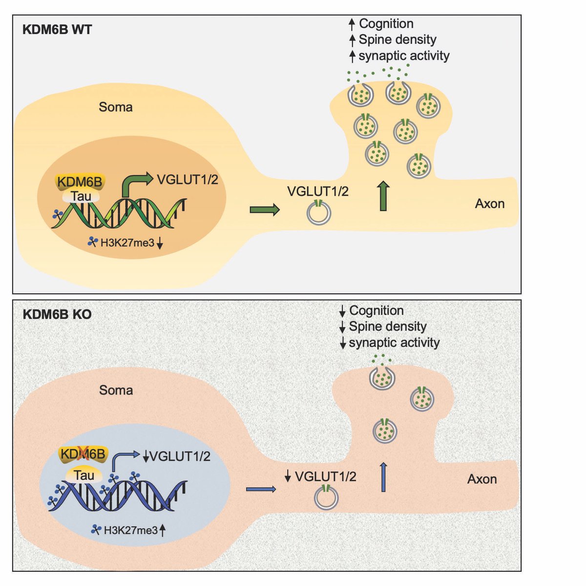 YingfeiWangLab's tweet photo. Excited to share our latest work published online in Molecular Psychiatry today: KDM6B cooperates with Tau and regulates synaptic plasticity and cognition via inducing VGLUT1/2 (https://t.co/LdanR3RGAG). 
@UTSWBrain;
@UTSW_Pathology;
@UTSWNeurology https://t.co/ZQikupRkaQ