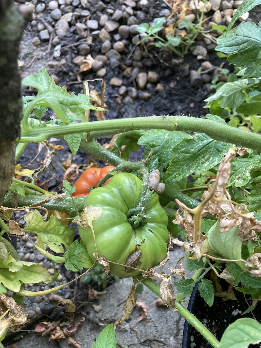 Almost had tomatoes this year 😂