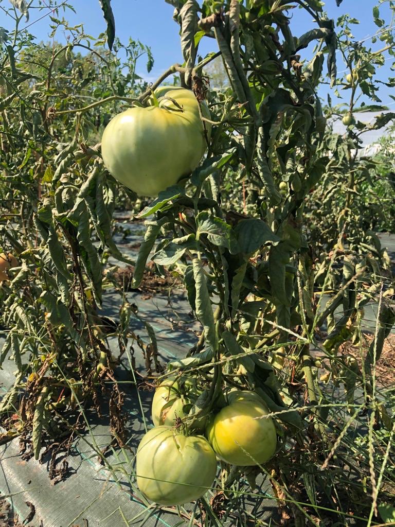 CACPLOfficiel's tweet photo. đŸ LâĂ©cole enseigne la technique dâagriculture bio sur petites surfaces urbaines, selon la #FrenchMethod, particuliĂšrement adaptĂ©e aux contraintes de notre territoire car favorisant 1 agriculture Ă la fois productive, peu consommatrice dâespace et respectueuse de lâenvironnement. https://t.co/vTSGyg2eXJ