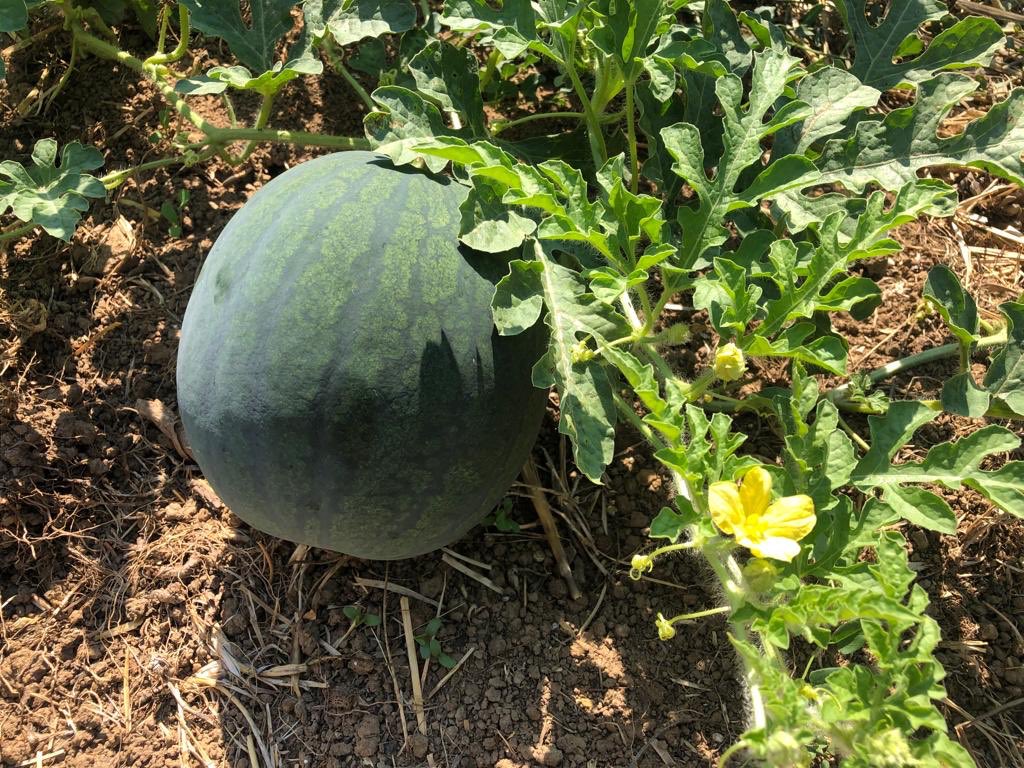 CACPLOfficiel's tweet photo. đŸ LâĂ©cole enseigne la technique dâagriculture bio sur petites surfaces urbaines, selon la #FrenchMethod, particuliĂšrement adaptĂ©e aux contraintes de notre territoire car favorisant 1 agriculture Ă la fois productive, peu consommatrice dâespace et respectueuse de lâenvironnement. https://t.co/vTSGyg2eXJ
