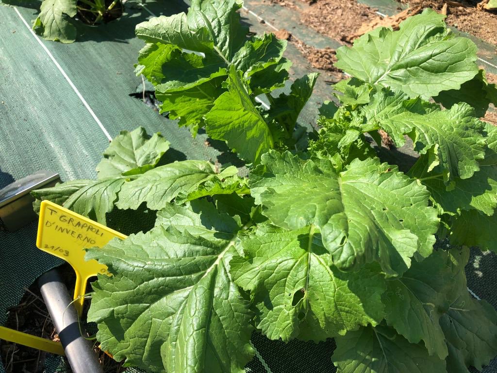 CACPLOfficiel's tweet photo. đŸ LâĂ©cole enseigne la technique dâagriculture bio sur petites surfaces urbaines, selon la #FrenchMethod, particuliĂšrement adaptĂ©e aux contraintes de notre territoire car favorisant 1 agriculture Ă la fois productive, peu consommatrice dâespace et respectueuse de lâenvironnement. https://t.co/vTSGyg2eXJ