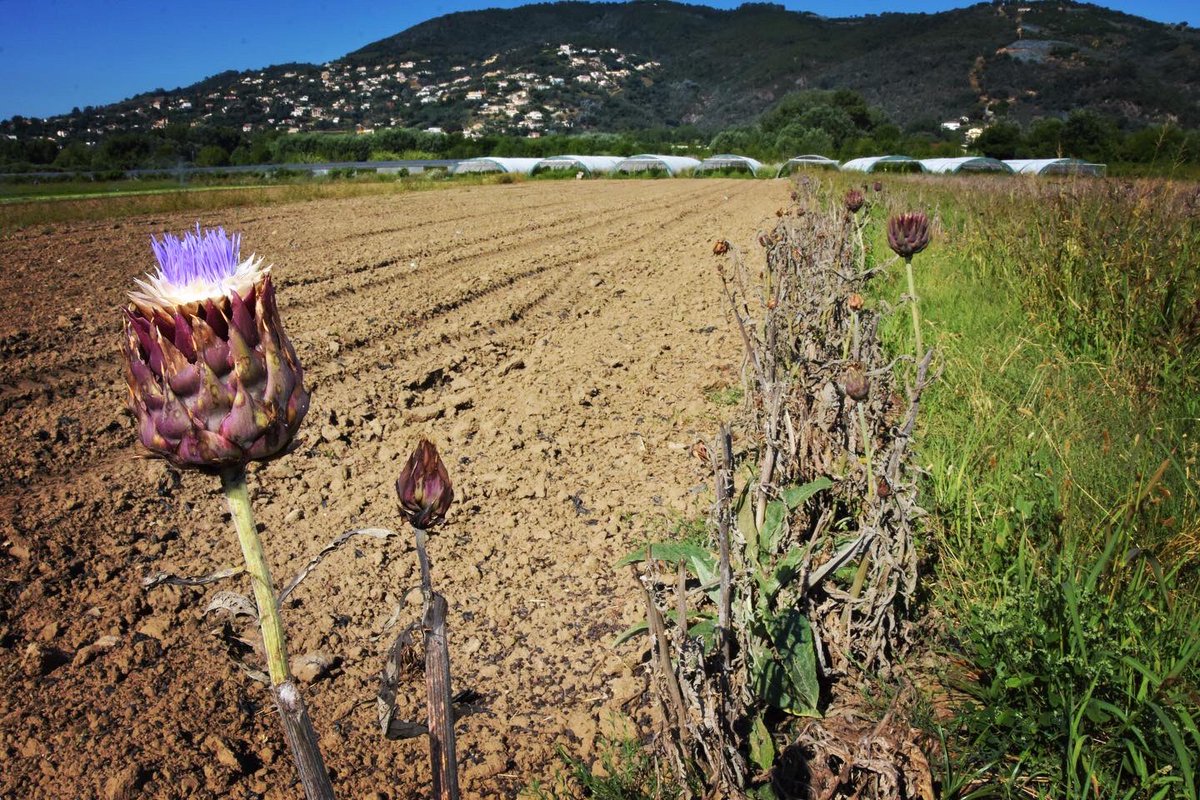 CACPLOfficiel's tweet photo. â
LâĂ©cole de maraĂźchage & la #FrenchMethod constituent les 1Ăšres actions concrĂštes du Projet Alimentaire Territorial #CannesLĂ©rins pour rĂ©pondre aux enjeux de souverainetĂ© alimentaire sur notre bassin de vie, tout en favorisant la sanctuarisation de la basse vallĂ©e de la Siagne. https://t.co/OVWASKT6pL
