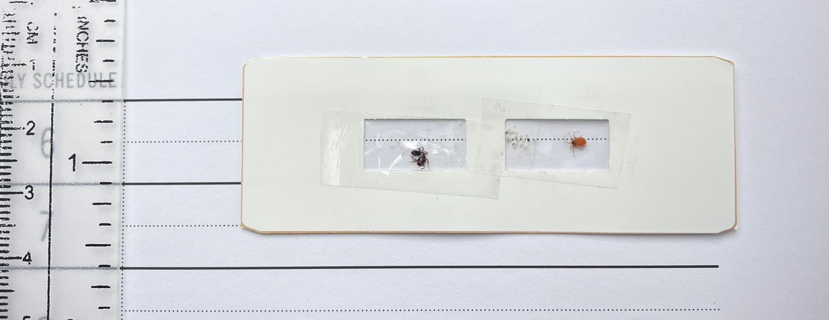 hollyastuart's tweet photo. Day 1 of the #FoldscopeChallenge!
Saw a father & son (2nd grader) looking at fire ants. Asked them if they had ever seen an π under a π¬. I made a paper slide of an π(& an orange spider mite), and let them have a look! Moment of βWOWβ achieved!
#ScienceBetter #microscopy #STEM https://t.co/xjMiszEINW