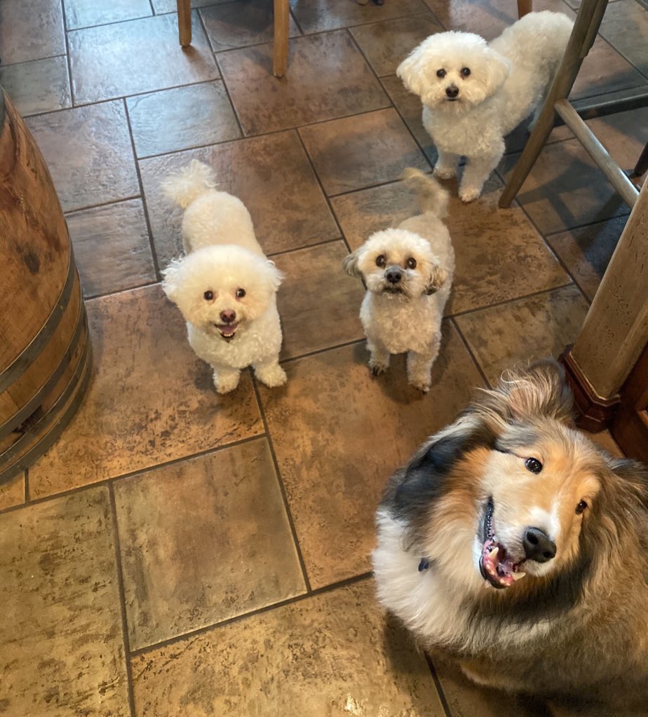 SuzyQlovesWine's tweet photo. From our dog house to yours, #HappyNationalDogDay https://t.co/2rneRim6zG