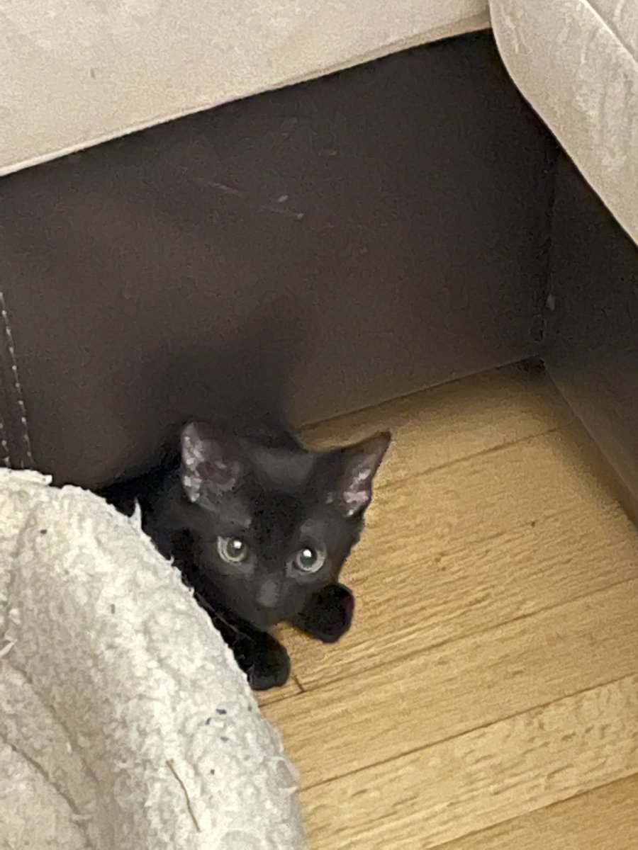 ItMacklyn's tweet photo. Starbuck, the #viperpilot kitty, out on a scouting mission in the LivingRoom Quadrant! This #battlestargalactica kit knows better than to fly blindly into the night! Keep an eye out for those toasters! https://t.co/Q4qd2KcC1T