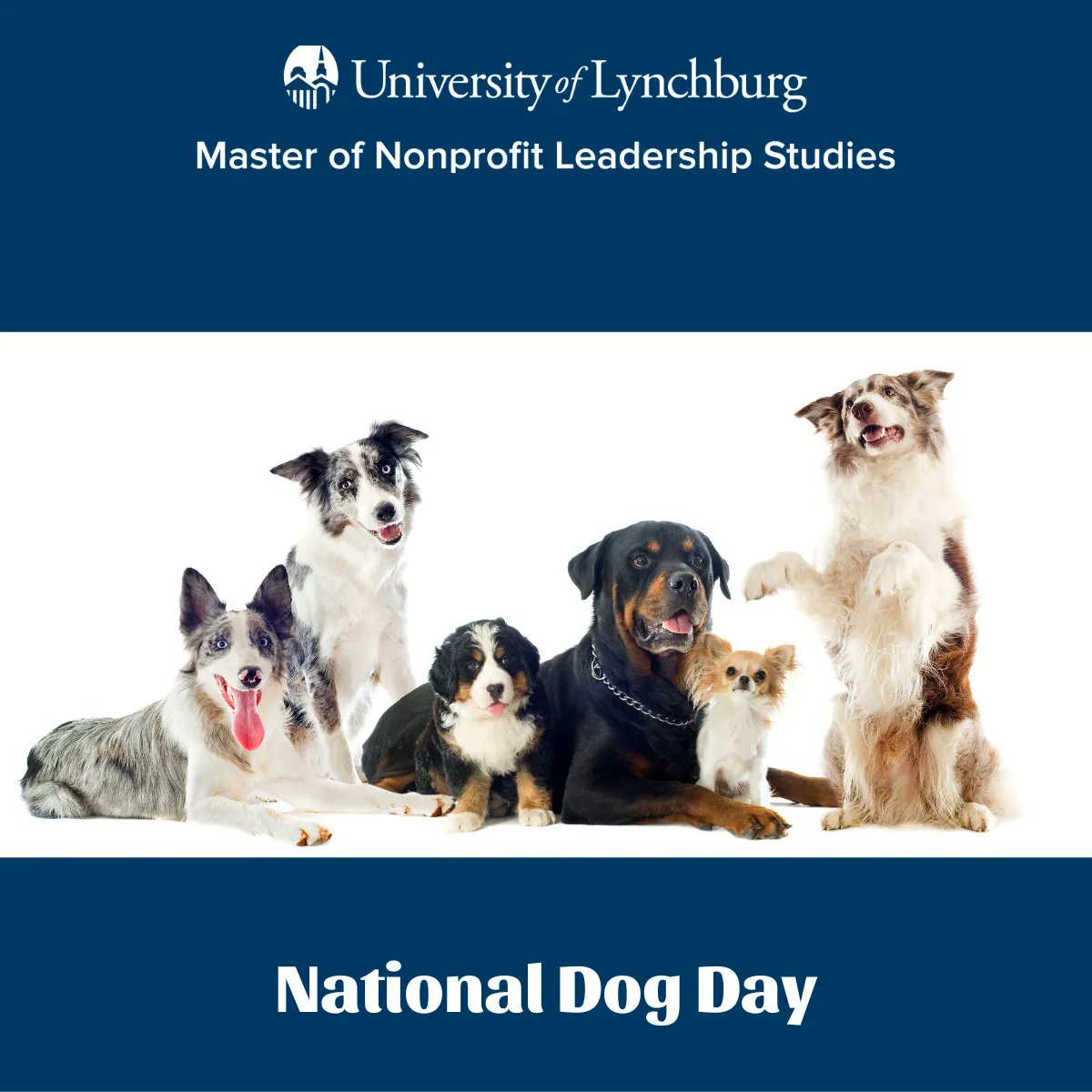UofL_MNPL's tweet photo. Today is #nationaldogday🐶 Go hug your furry friend and don't forget to support your local Humane Society or SPCA. 

#ThursdayThoughts #Nonprofits #FurryFriends #humanesociety https://t.co/RU2u7zlg6Q