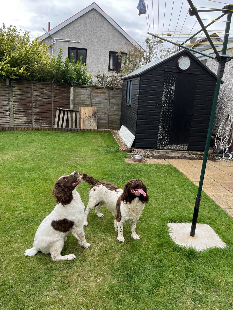 muckyspaniel's tweet photo. Nan left a sock on the line. These 2 are fixated by it #spaniels #sock #stareoff https://t.co/mFBh4tTLhh