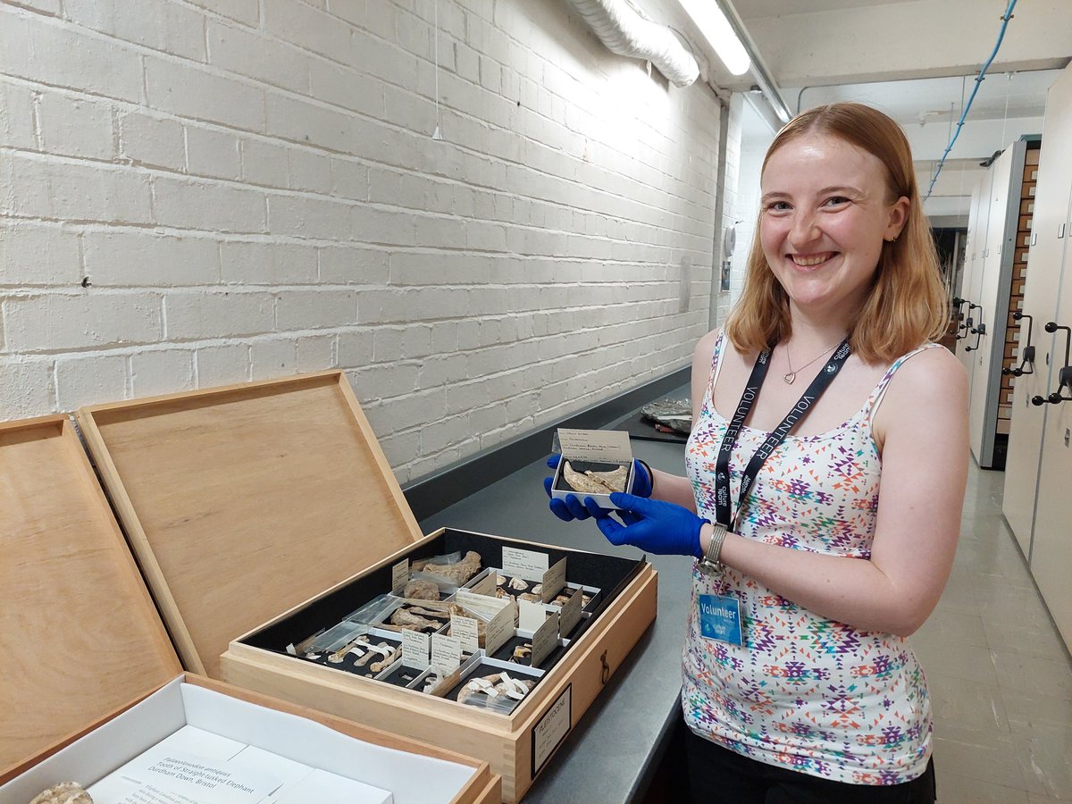 bristolmuseum's tweet photo. Volunteer Vicky has completed a huge project this week to document and image 523 Ice Age fossils from Durdham Down in Bristol. During this project she met wolves, foxes, rhinos, elephants and cave bears! Thank you Vicky for all your hard work on this Project. https://t.co/7nYQlr5DQK