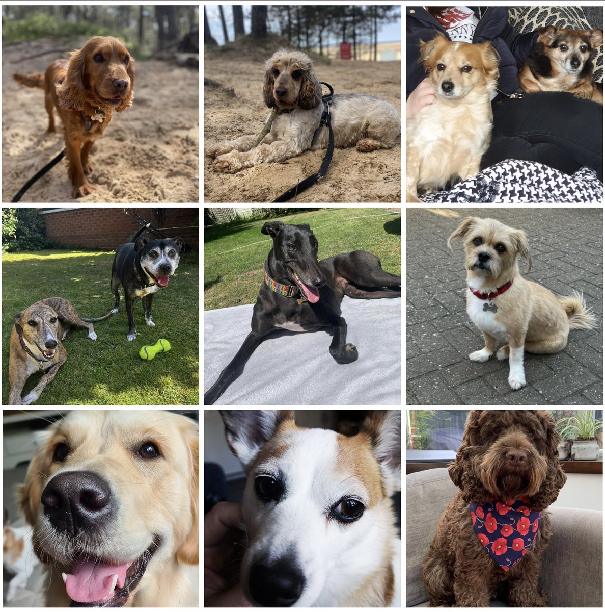 Today is #InternationalDogDay and because it’s Friday we thought we’d share the HraniDogs, looking dapper and ready for the weekend!