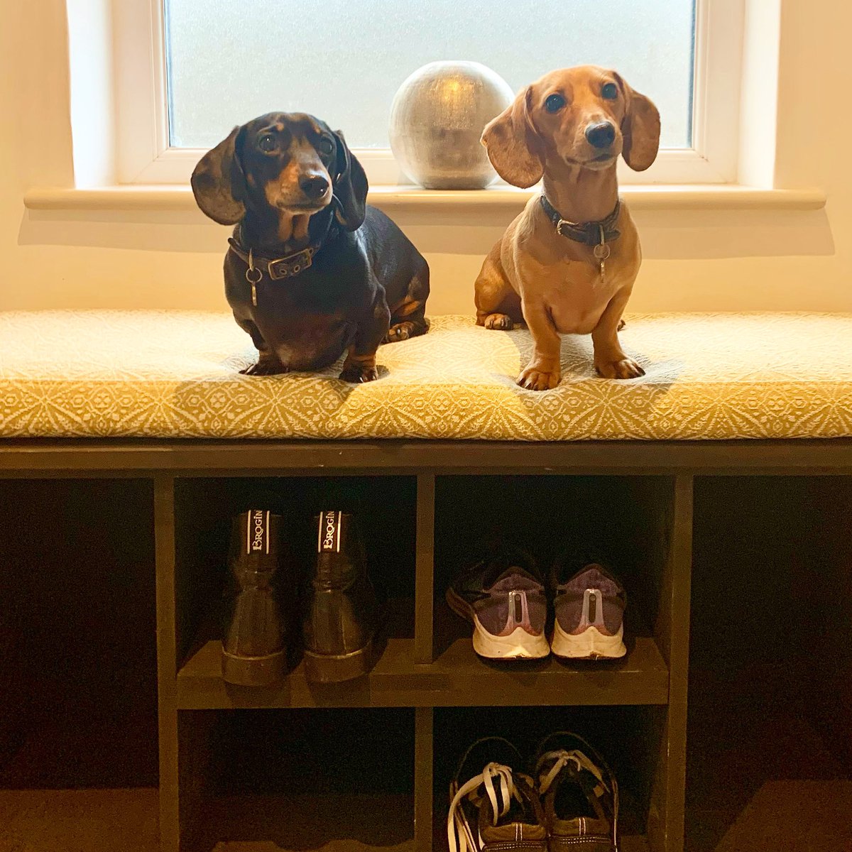 IlsingtonHotel's tweet photo. It’s National Dog Day today and so a big hello to all our four legged friends from Henry and Rupert! We love having dogs at Ilsington and where better to explore with them, than Dartmoor. 🐶
#NationalDogDay #dartmoordogs #devondogs #dogfriendlyhotel #dartmoor #devon https://t.co/L0cpDJnBnL