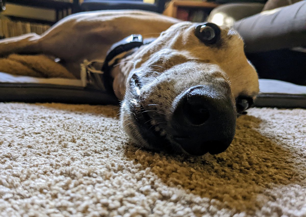 GoFitGirl's tweet photo. Happy #NationalDogDay! And a Friday Boop from Geordie. 
💜 🐾
#AdoptDontShop #greyhound https://t.co/jWzcrmvb9A