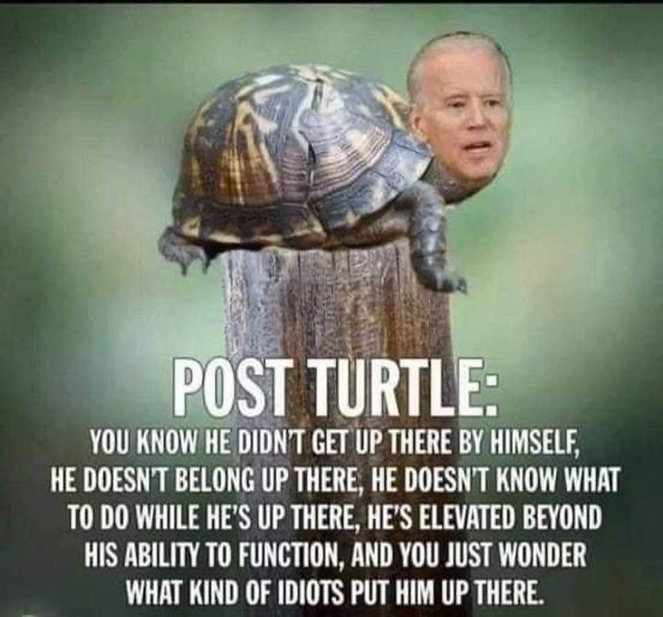 Squill_Mama's tweet photo. Post Turtle🐢🐢🐢🐢 https://t.co/hMdGPD7Ct0