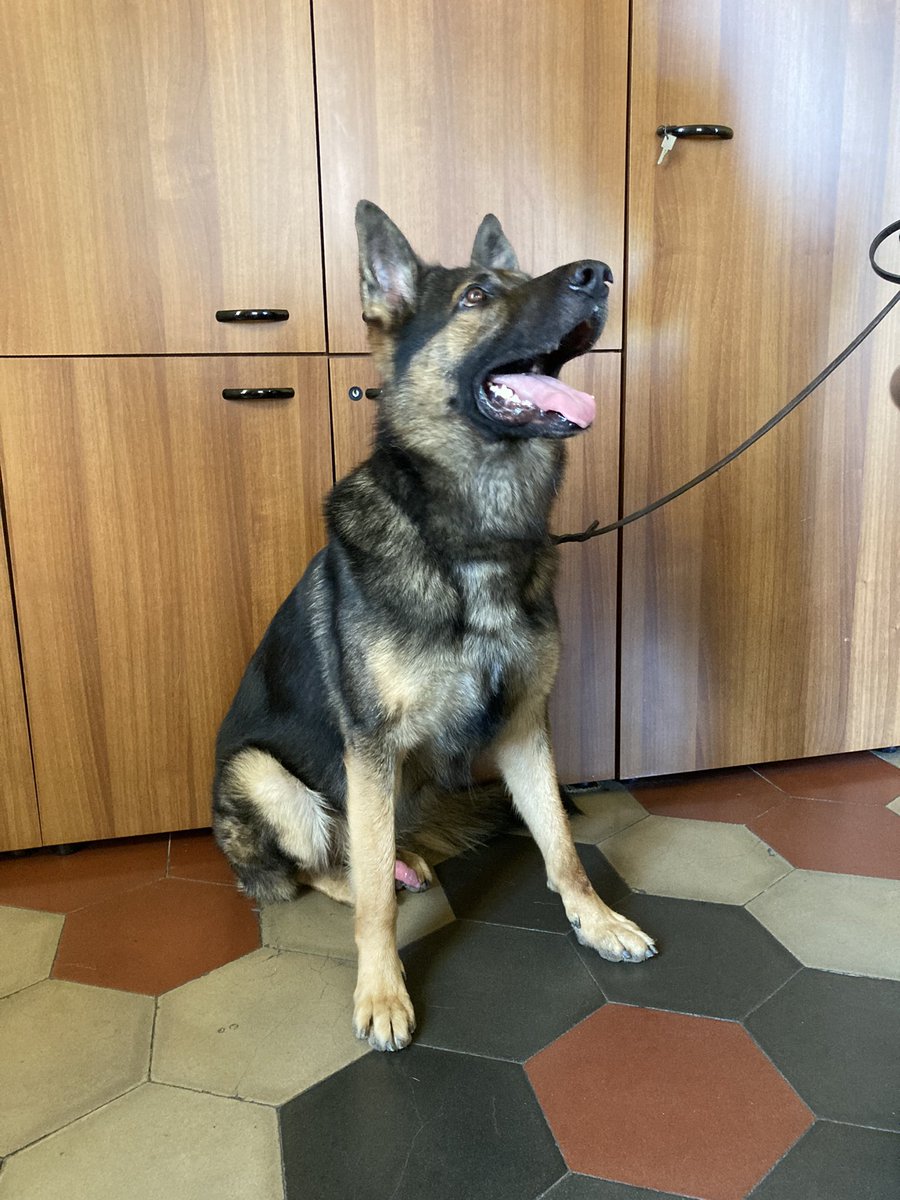 PLrivieradipon's tweet photo. #26agosto #GiornataMondialeDelCane
Il video del #CommissarioLupo su #youtube
https://t.co/K17xct1oLB
#polizialocale #noicisiamo #inservizioperAiutarvi #PLLoano #Loano #Estateesicurezza2022
#cane #dog #dogsofinstagram #dogstagram #dogoftheday #k9 #unitàcinofila #cinofilo https://t.co/SRu9pZfjBb