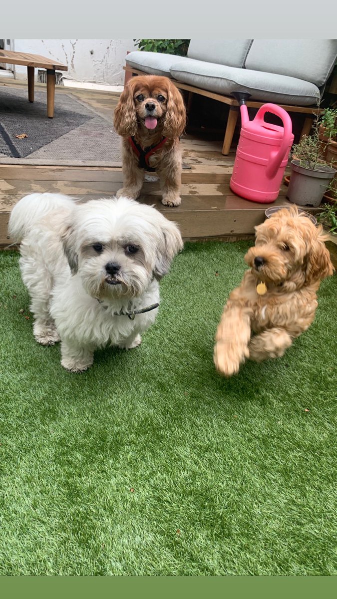 NadiaLeguel's tweet photo. Happy #InternationalDogDay .
Every day is a dog day for us but it’s always nice to have one dedicated to these wonderful creatures. I’m incredibly lucky to be running a business that is dedicated to making life easier for dog parents. Bless all of  you, dog lovers, out there! https://t.co/BkEh0kgc6V