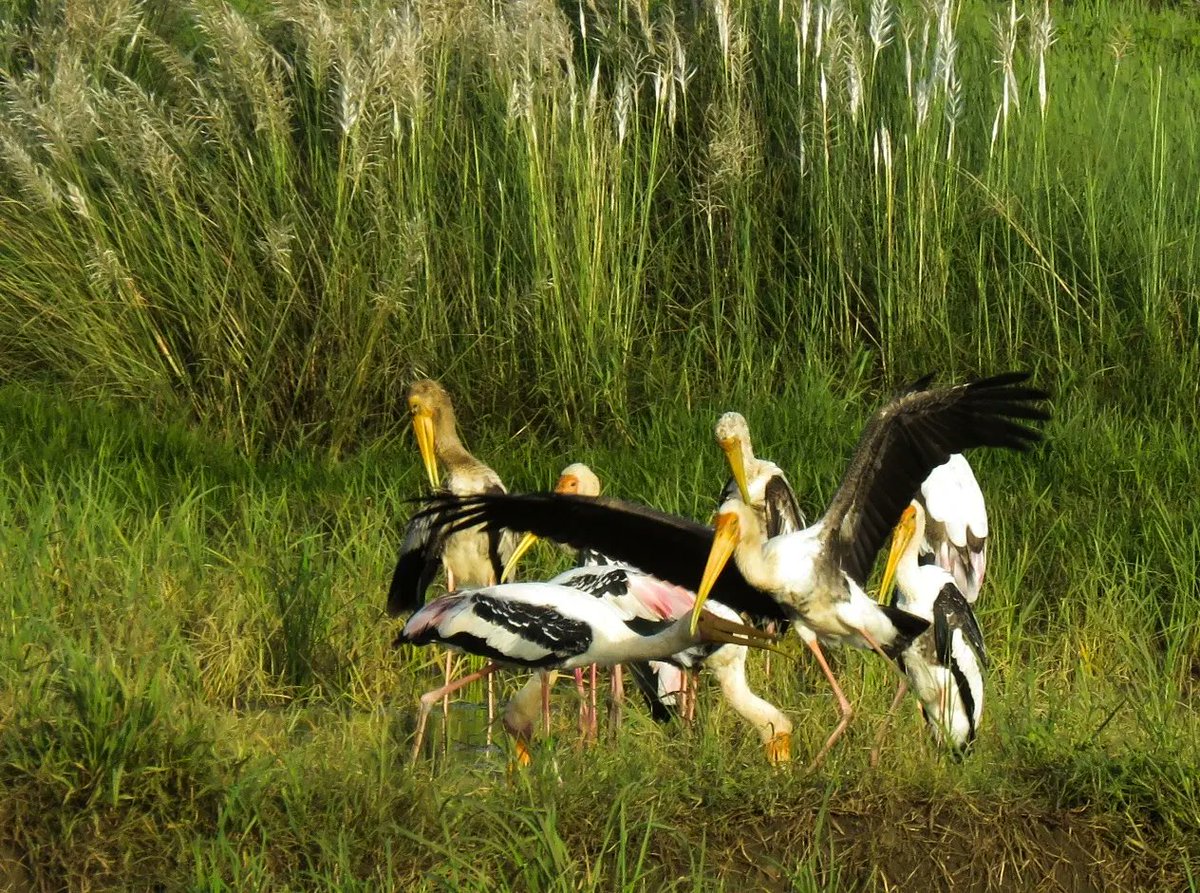 mayureshgp's tweet photo. #paintedstork #Narmada #narmadapuram #madhyapradesh #ProjectMeghdoot #Monsoon #canonpowershotsx60hs #mayureshgp https://t.co/PuYLl6WXCD