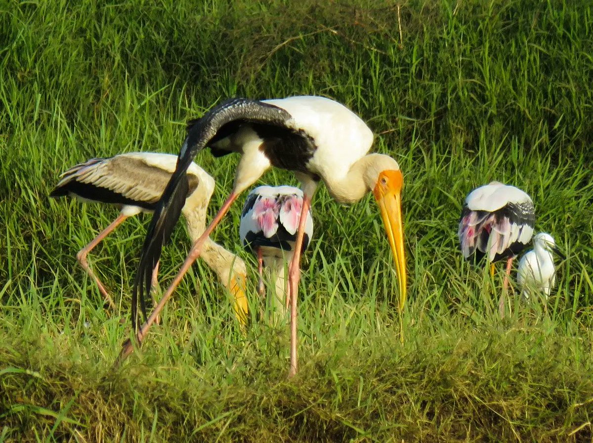 mayureshgp's tweet photo. #paintedstork #Narmada #narmadapuram #madhyapradesh #ProjectMeghdoot #Monsoon #canonpowershotsx60hs #mayureshgp https://t.co/PuYLl6WXCD
