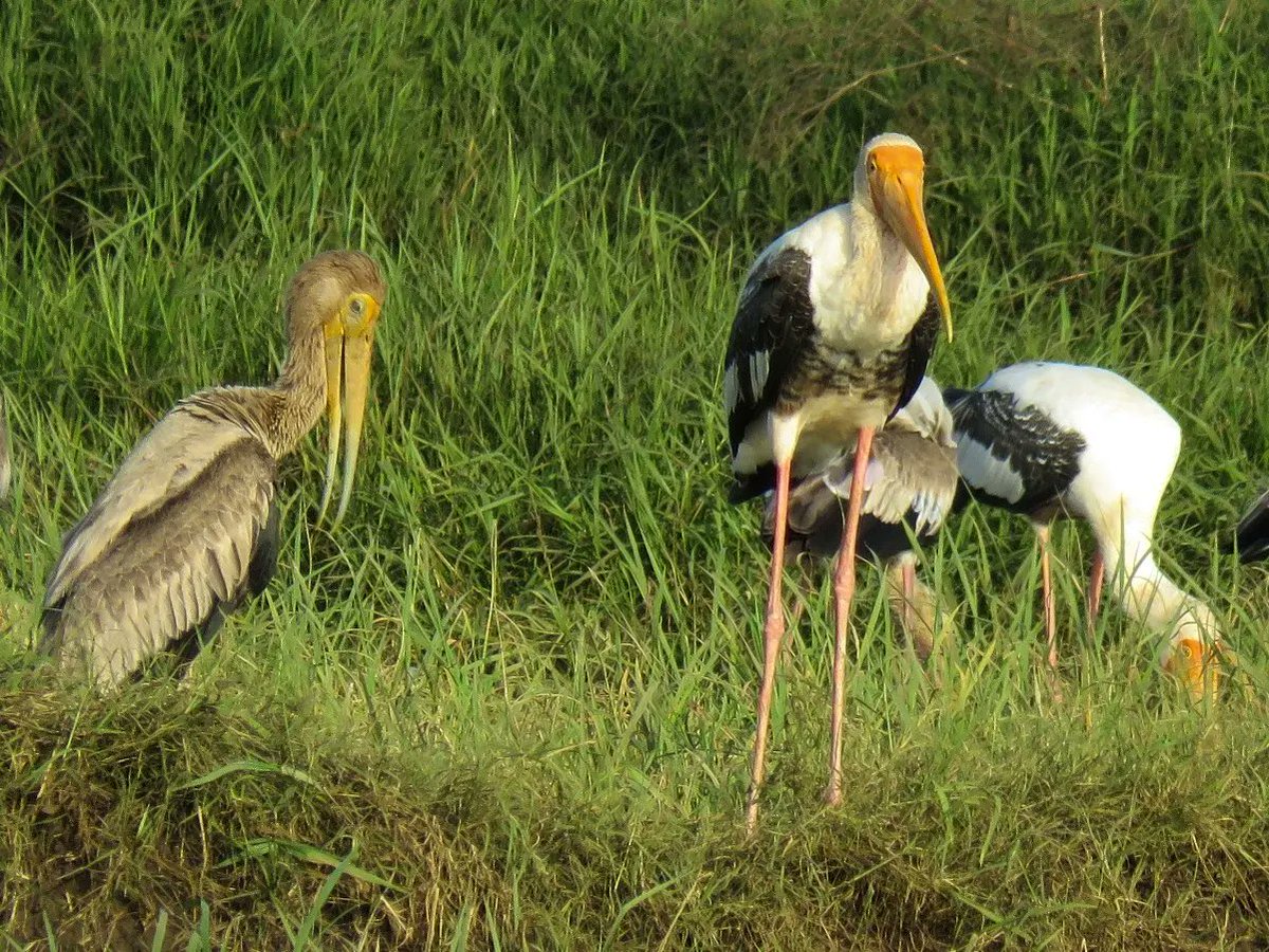 mayureshgp's tweet photo. #paintedstork #Narmada #narmadapuram #madhyapradesh #ProjectMeghdoot #Monsoon #canonpowershotsx60hs #mayureshgp https://t.co/PuYLl6WXCD
