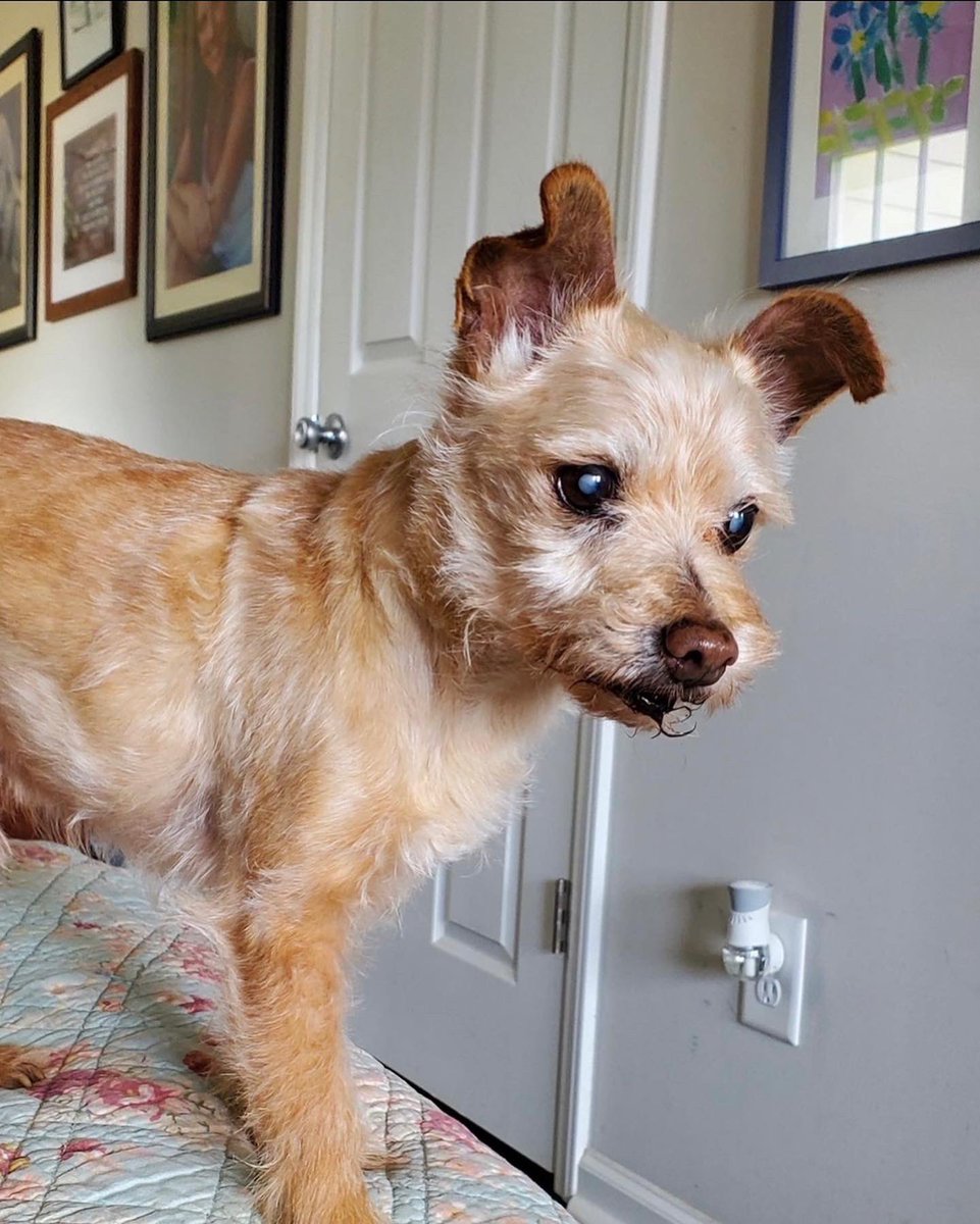 Happy #NationalDogDay to my boys. Cooper, Brewer &amp; Tucker.