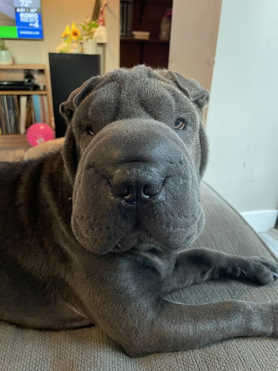 It’s #NationalDogDay woohoo! Add a photo of your best friend and follow others. #FF #Friends