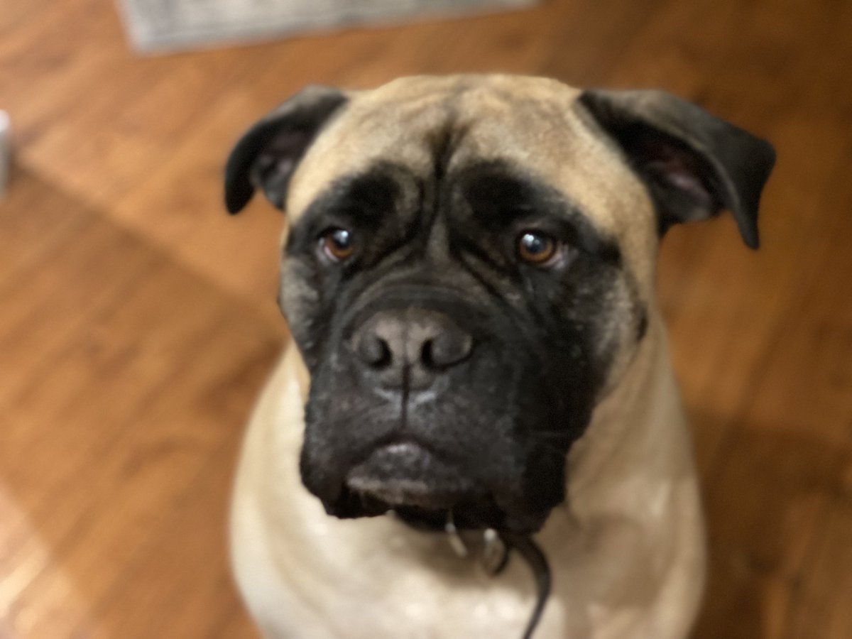 StephMoscattini's tweet photo. @CBC Hi 👋 I’m Lola, 145lbs of love! I’m a Bullmastiff who thinks that I’m a lap dog! 😊🐶💕 https://t.co/asu8fQ3TxO