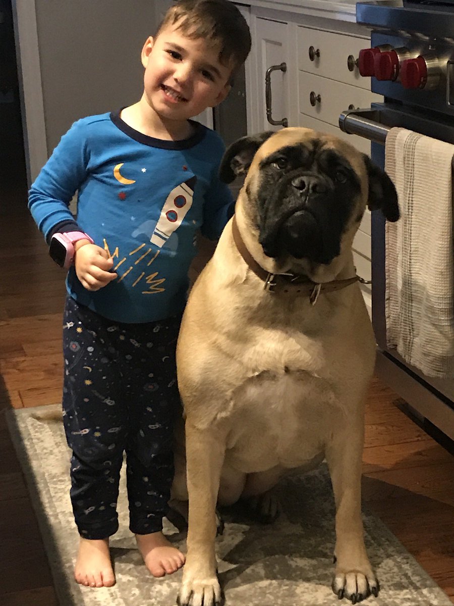 StephMoscattini's tweet photo. @CBC Hi 👋 I’m Lola, 145lbs of love! I’m a Bullmastiff who thinks that I’m a lap dog! 😊🐶💕 https://t.co/asu8fQ3TxO