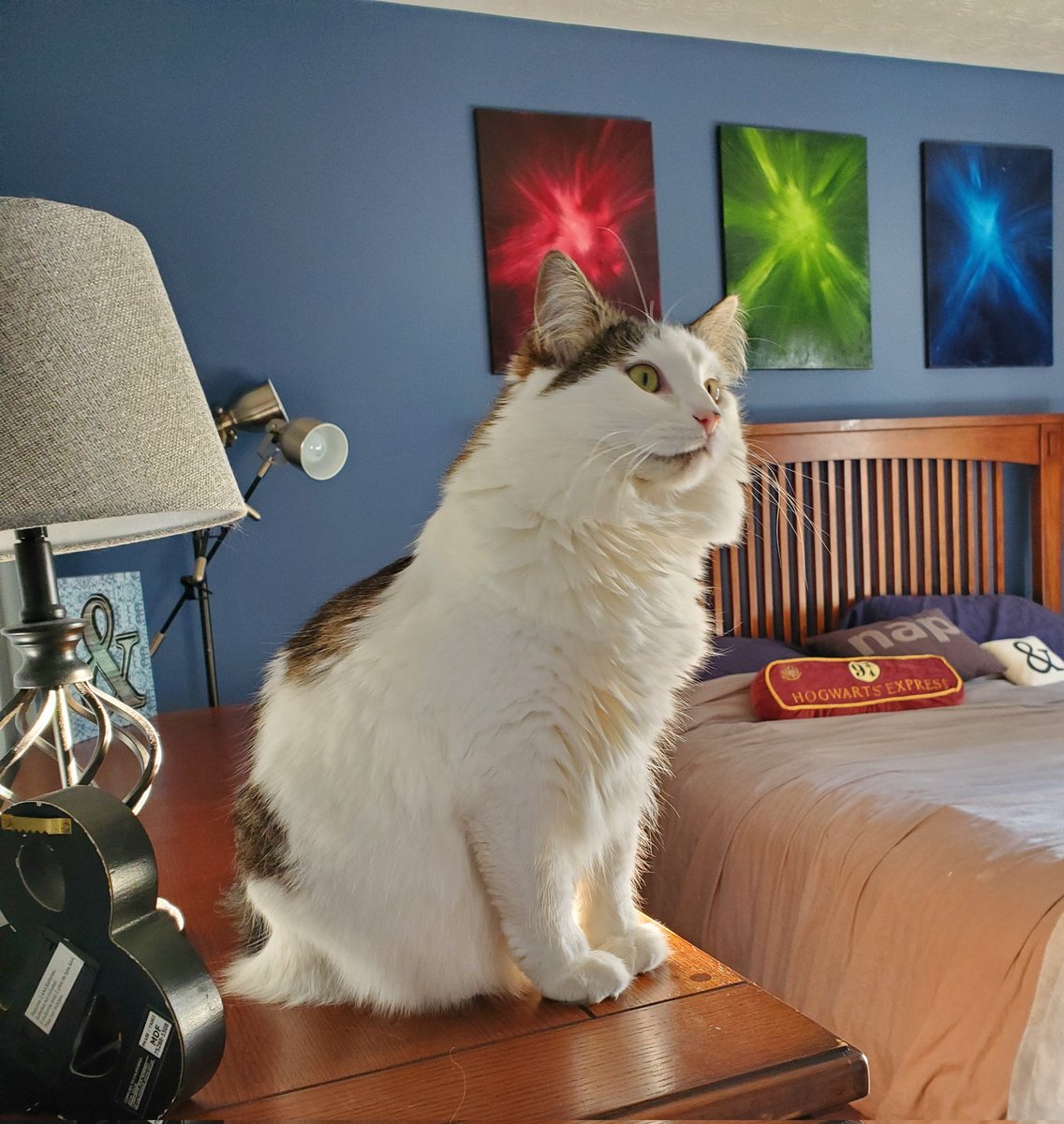 CatMomSays's tweet photo. Good morning world! Have a happy Fur-riday! #CatMom #CatMomSays #FloofForDays #FloofyKitty #FlawlessNotClawless #CatsOfTwitter #CatsOnTwitter #Cats #Cat https://t.co/0vsavmuHjw