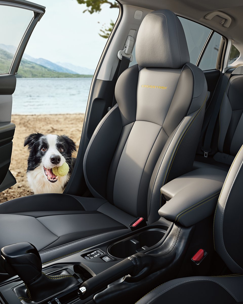 SubaruCanada's tweet photo. It’s #NationalDogDay! Treat your 4-legged friend and go fur a drive! Where is your pawssenger's favourite spot? 🐾 #SubieDogs https://t.co/ZYIIFQtM7a