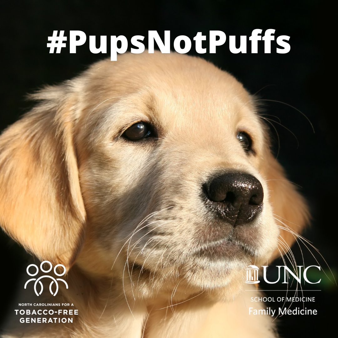 Happy #NationalDogDay! Studies show that dogs reduce stress and anxiety, encourage exercise, and improve your overall health. Clearly a much cuter way of dealing with stress than smoking or vaping. #TobaccoFreeNC #PupsNotPuffs <a href="/uncfammed/">UNC Family Medicine</a>