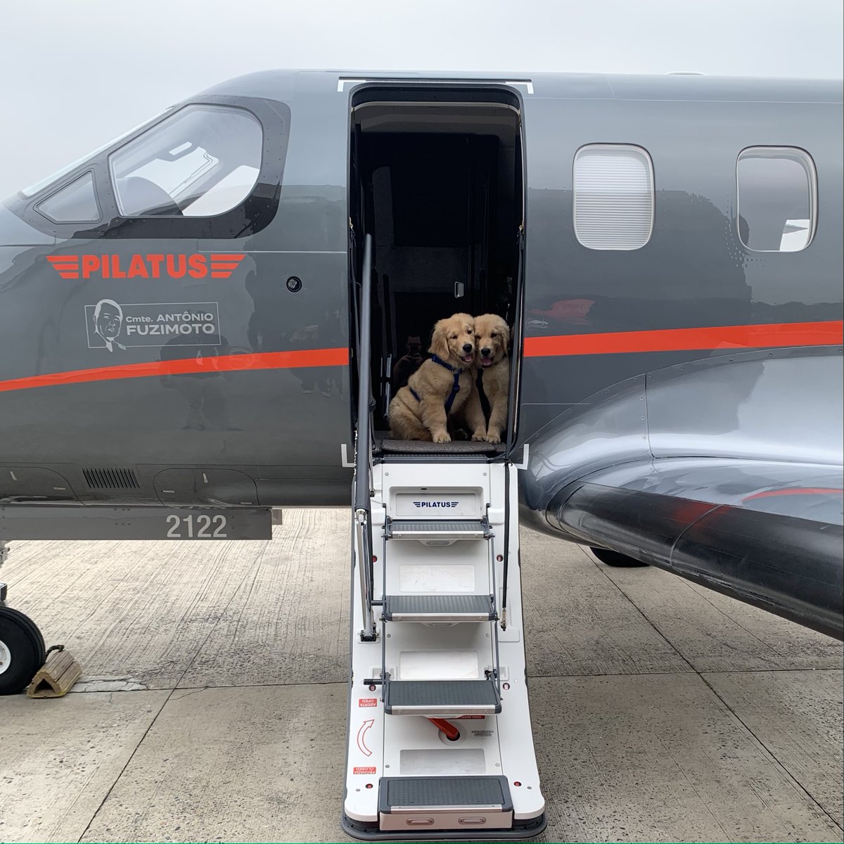 PilatusAircraft's tweet photo. Enough room for you and all your four-legged passengers
#InternationalDogDay #pc12 #flypc12 #pilatus #craftedinswitzerland https://t.co/6gTdvhV7gq