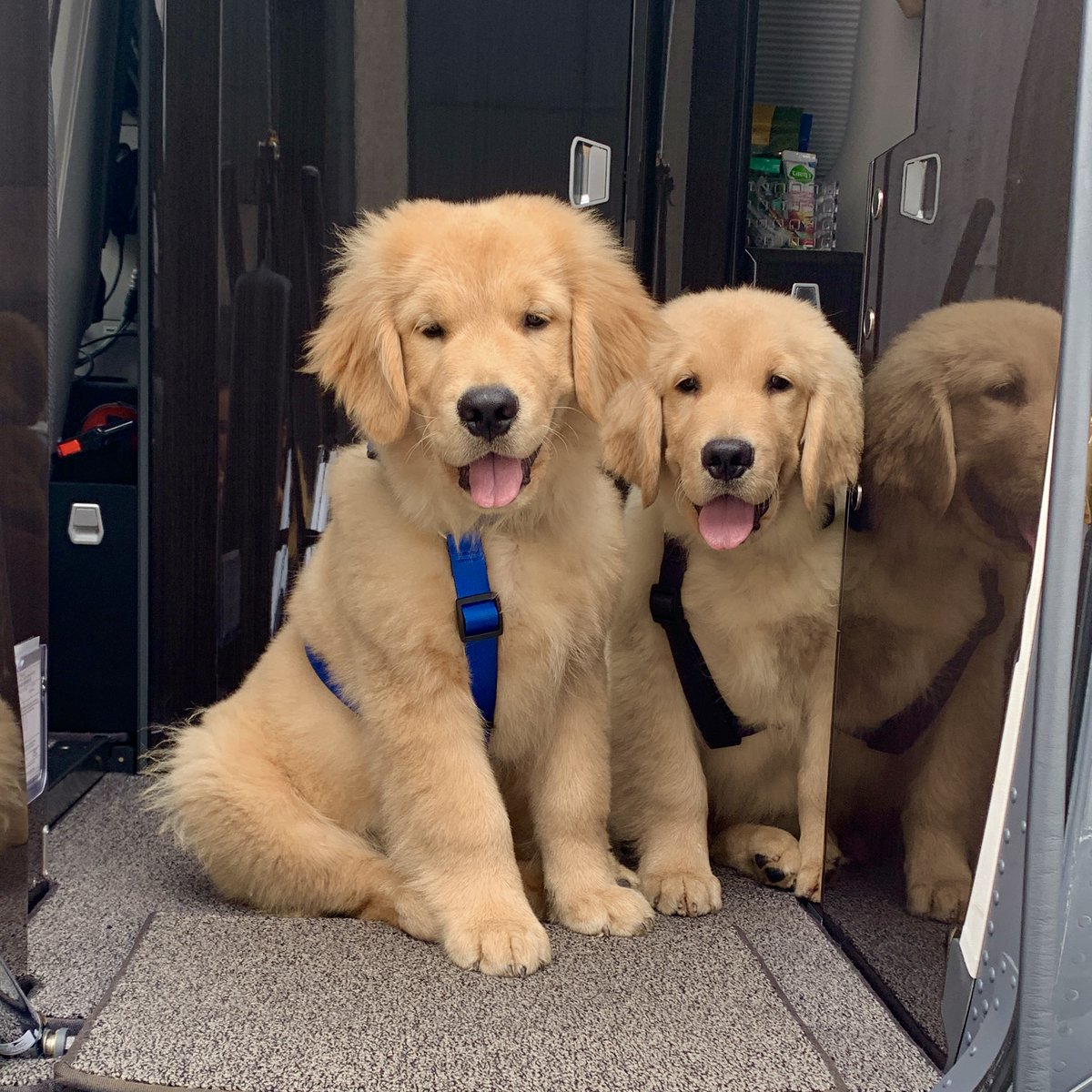 PilatusAircraft's tweet photo. Enough room for you and all your four-legged passengers
#InternationalDogDay #pc12 #flypc12 #pilatus #craftedinswitzerland https://t.co/6gTdvhV7gq