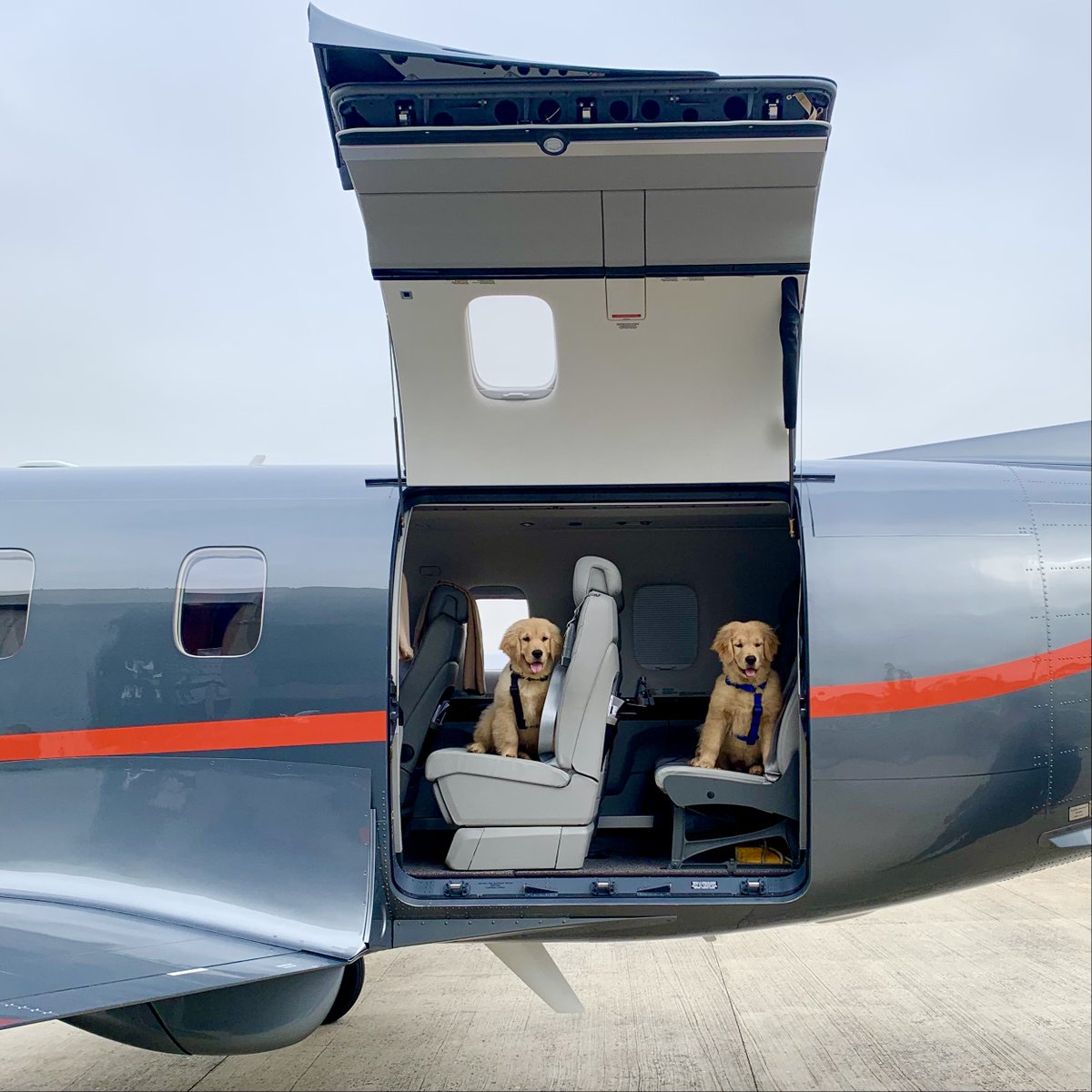 PilatusAircraft's tweet photo. Enough room for you and all your four-legged passengers
#InternationalDogDay #pc12 #flypc12 #pilatus #craftedinswitzerland https://t.co/6gTdvhV7gq
