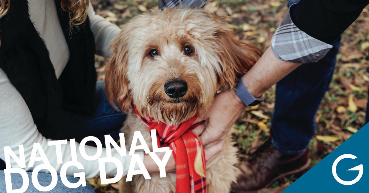 Howl you doin’? It's National Dog Day! Drop a pic of your favorite furry friend below and hit the link to learn more about the paws-itively awesome stuff happening at your church: conta.cc/3wyt47Y #WhatIsGrace #checkoutgf #nationaldogday