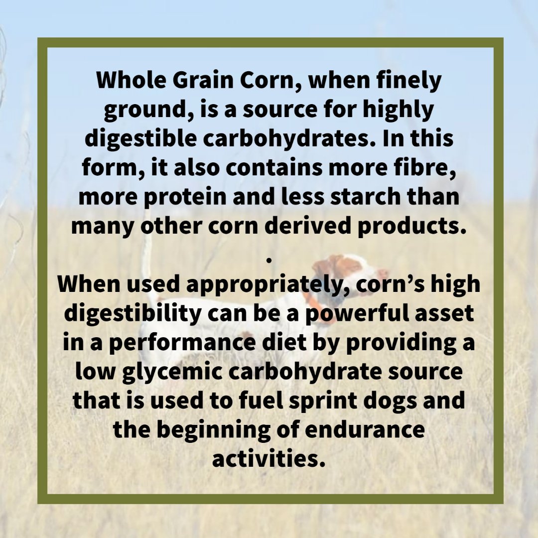 Whole Grain Corn, when finely ground, is a source for highly digestible carbohydrates. In this form, it also contains more fiber, more protein and less starch than many other corn derived products. 

Corn’s high digestibility can be a powerful asset in a performance diet.
