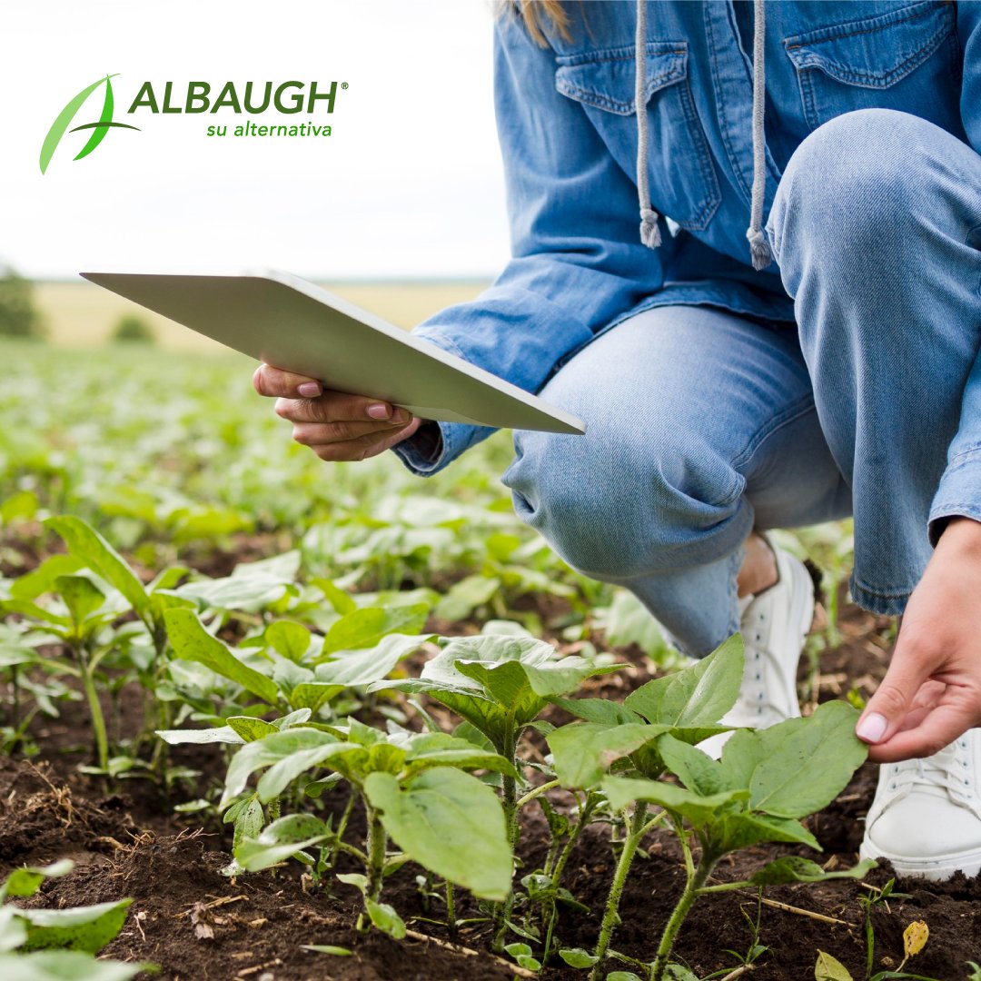 atanorarg's tweet photo. El agricultor necesita productos más inteligentes para traer resultados aún mejores al cultivo. Albaugh trae al mercado productos con la más alta calidad, y ese es nuestro estándar. Somos su alternativa en la protección de cultivos.
.
#somosatanor #sualternativa https://t.co/8mUPjQ3kEr